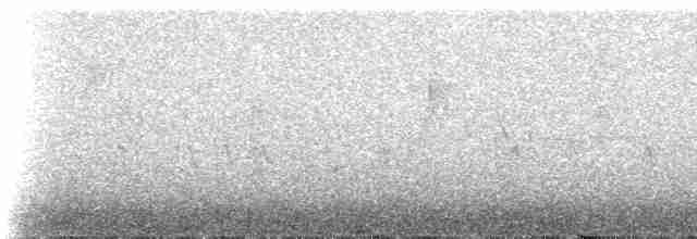 Conirostre géant - ML238374