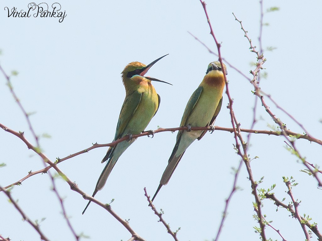 Blue-tailed Bee-eater - Pankaj Maheria