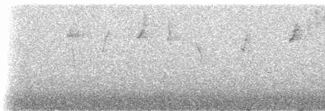 Conirostre géant - ML238378