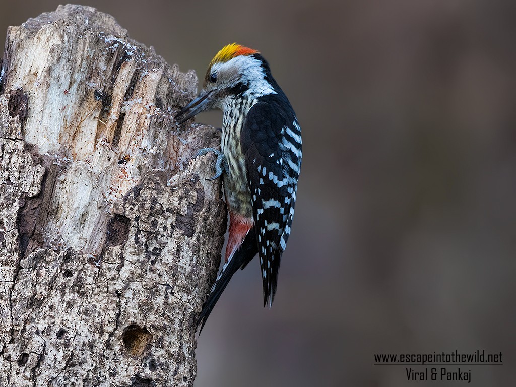 Brown-fronted Woodpecker - ML238378111