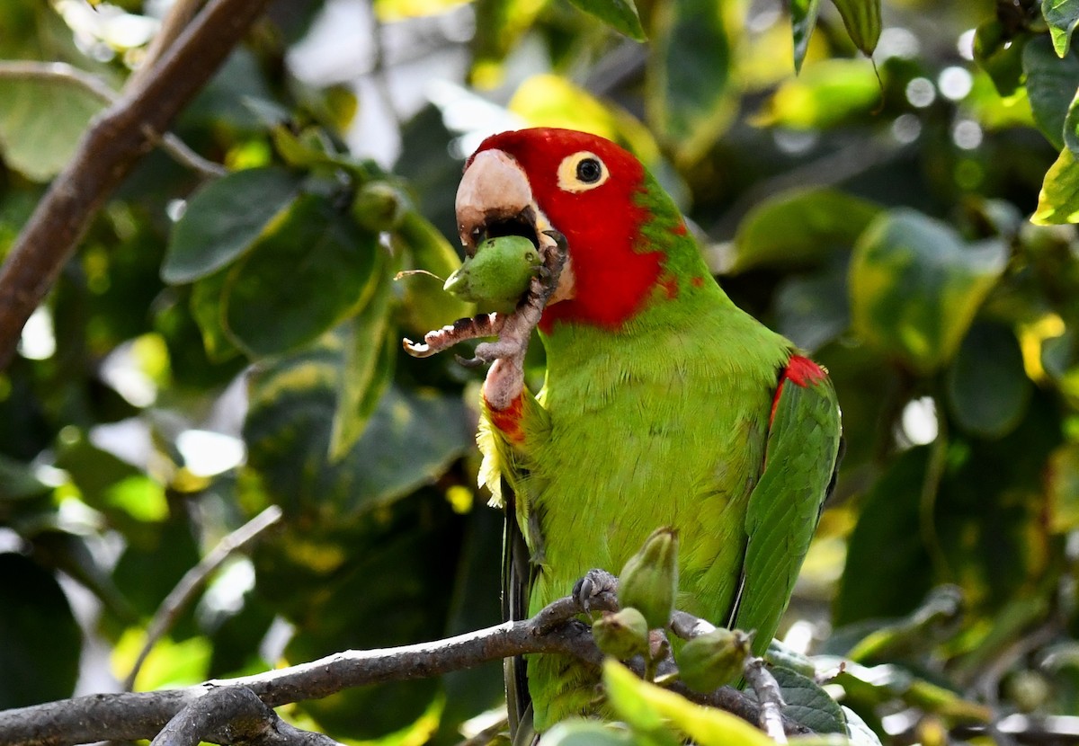 Red-masked Parakeet - ML238380621