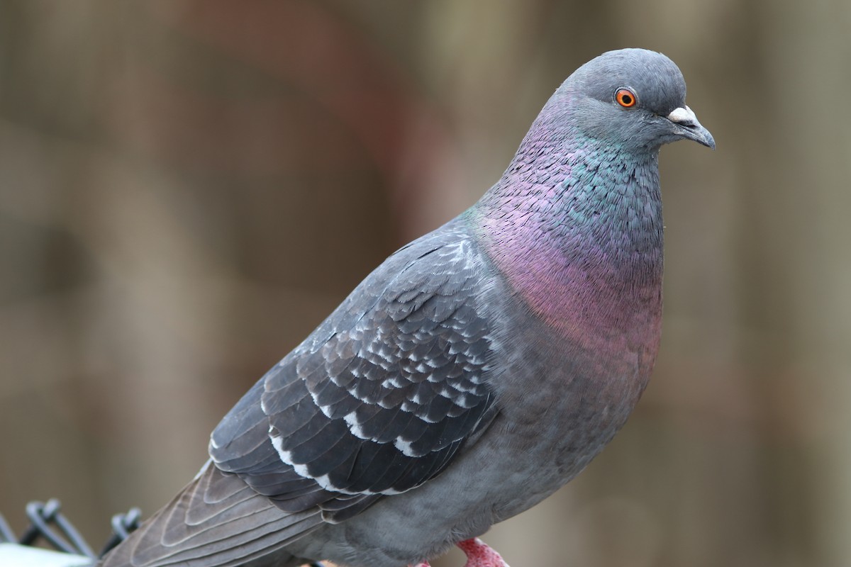 Rock Pigeon (Feral Pigeon) - ML238386601