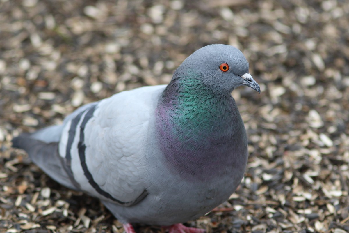 Rock Pigeon (Feral Pigeon) - ML238386611