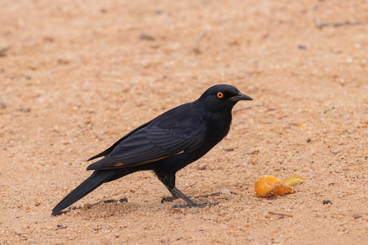 Pale-winged Starling - ML238386801