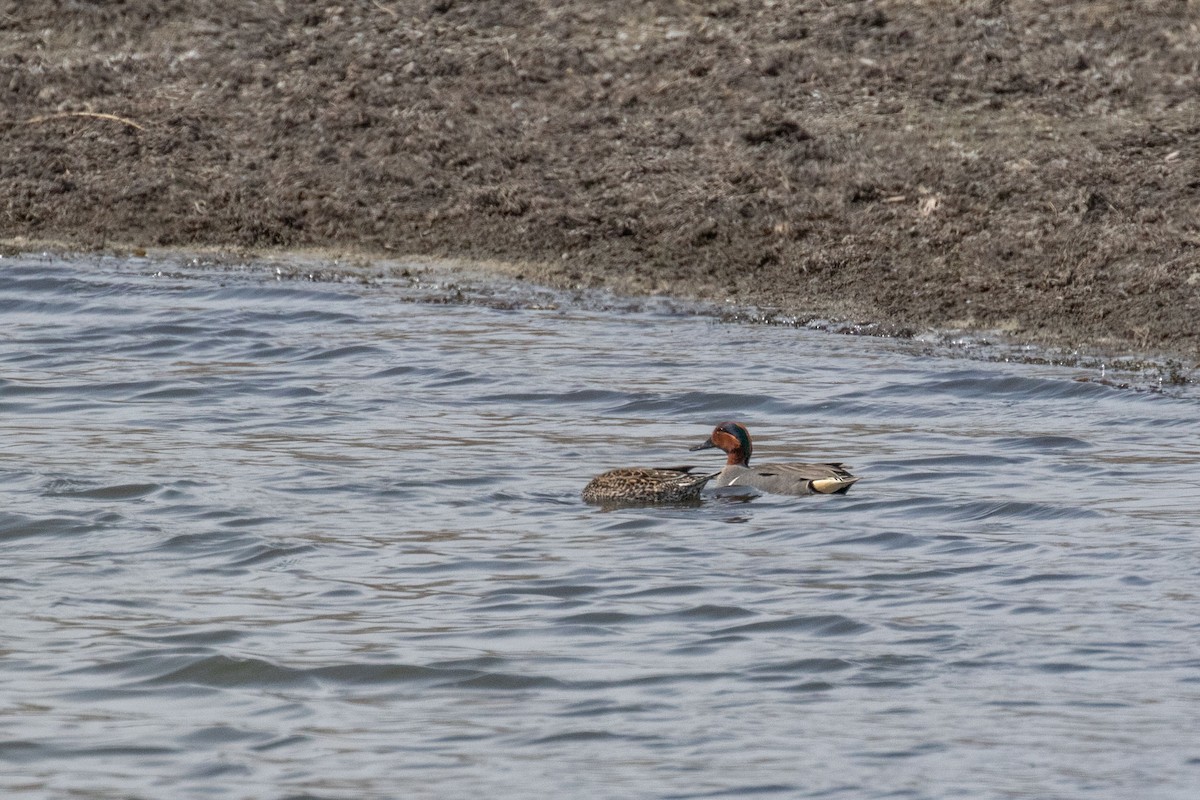 Green-winged Teal - ML238390831