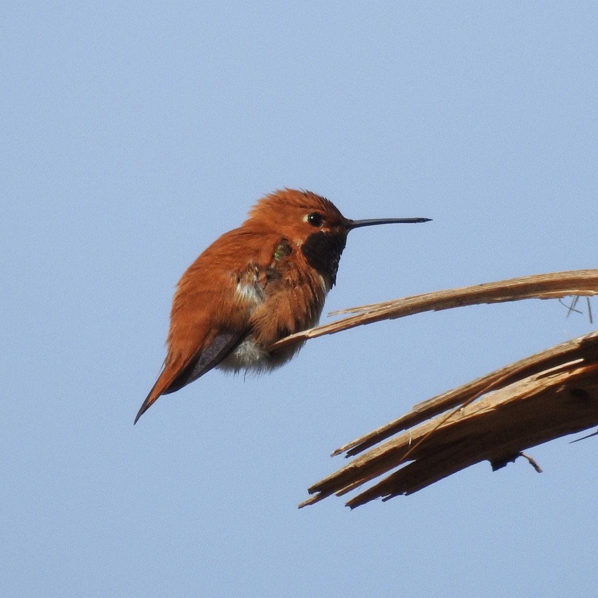 Rufous Hummingbird - ML238391021