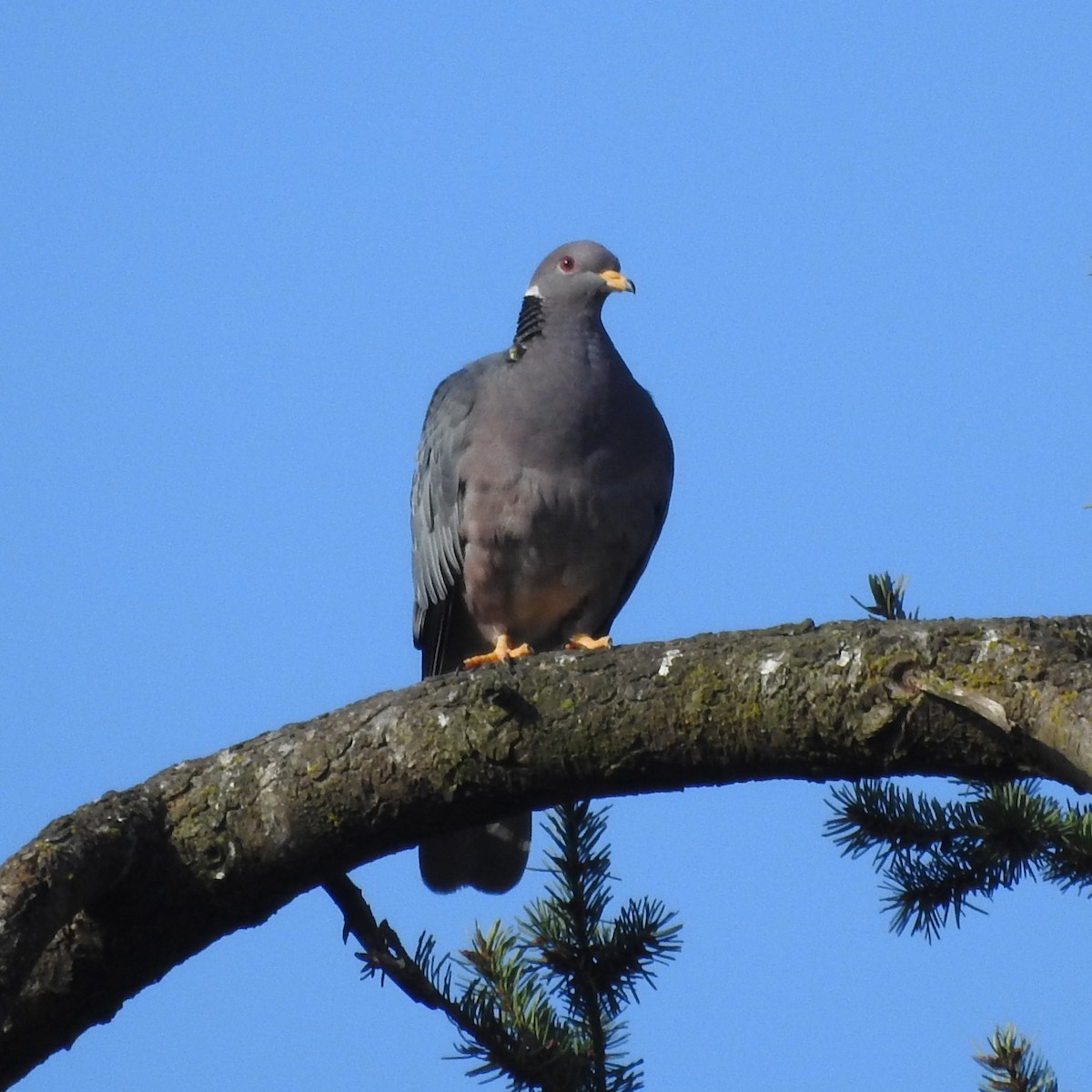 Band-tailed Pigeon - ML238394061