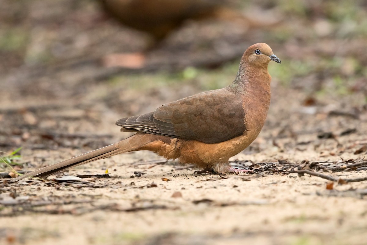 Brown Cuckoo-Dove - ML238397511