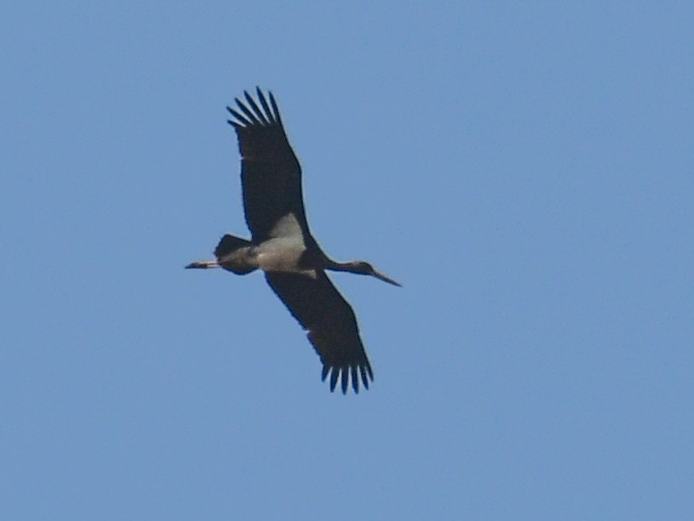 Black Stork - ML238403061