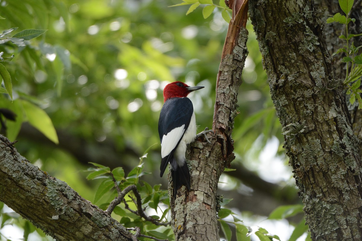 Red-headed Woodpecker - Srinivas Karur Badmi