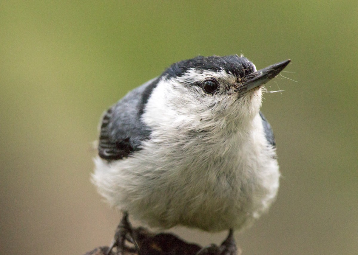 White-breasted Nuthatch - ML238404511