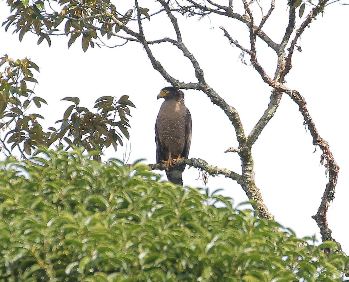 Crested Serpent-Eagle - ML238408491
