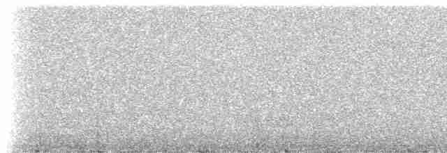 Grass Wren (Puna) - ML238409