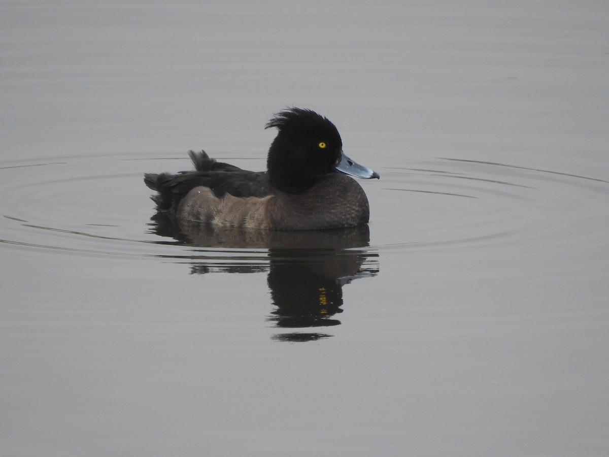 Tufted Duck - ML23841421