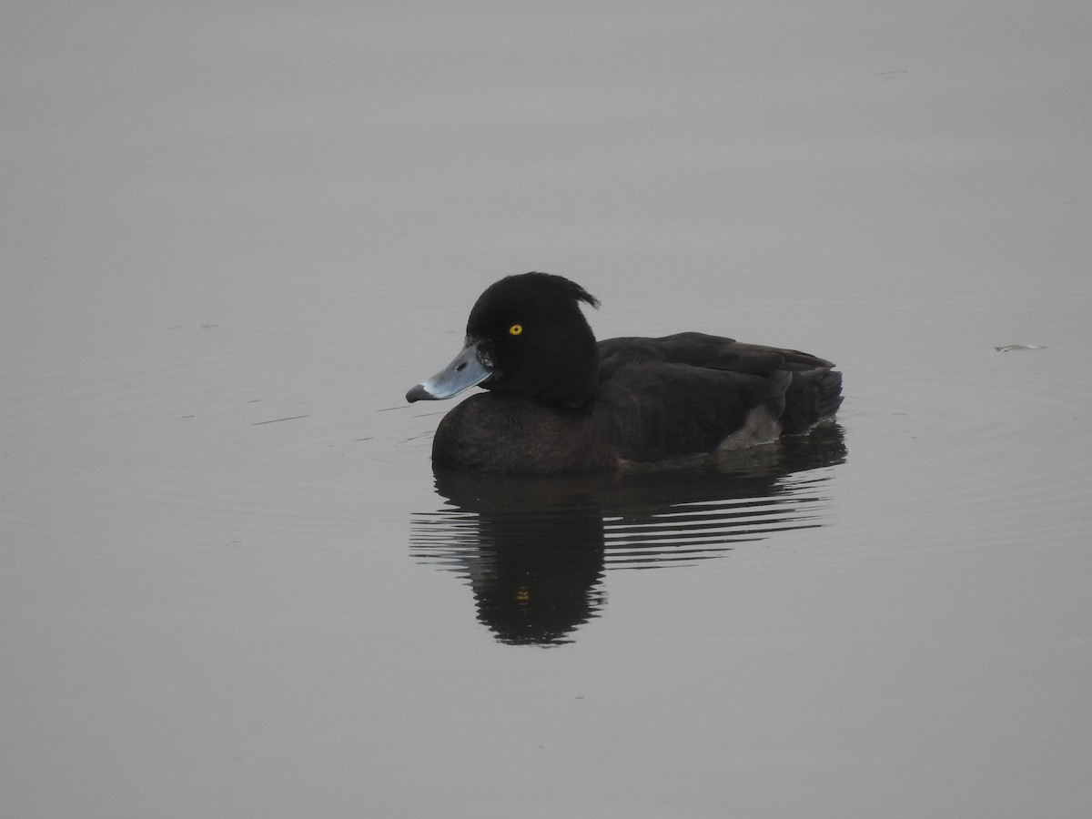 Tufted Duck - ML23841431