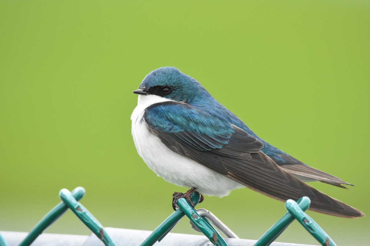 Tree Swallow - Andy Bankert