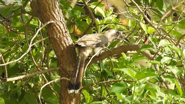 Indian Gray Hornbill - ML238414421