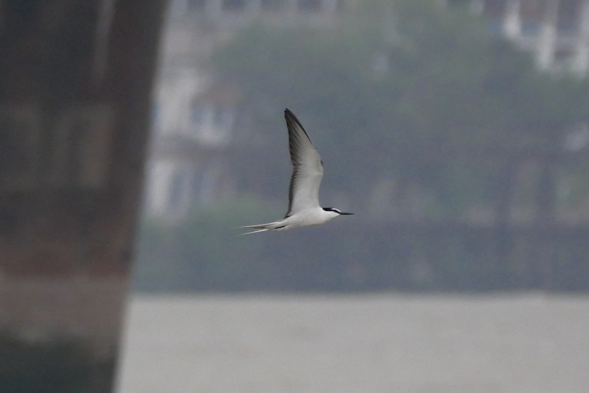 Bridled Tern - Sandeep Biswas