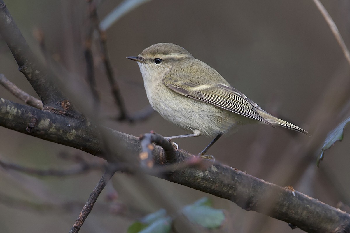 Hume's Warbler - ML238417051