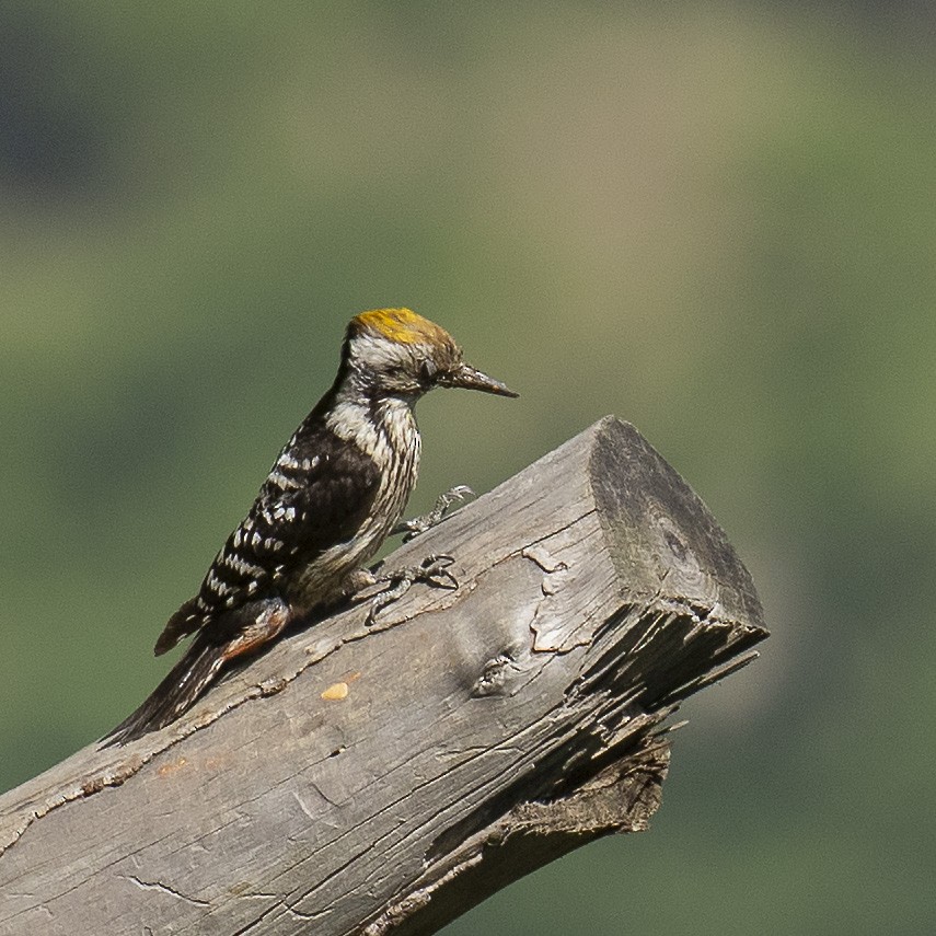 Brown-fronted Woodpecker - Celesta von Chamier