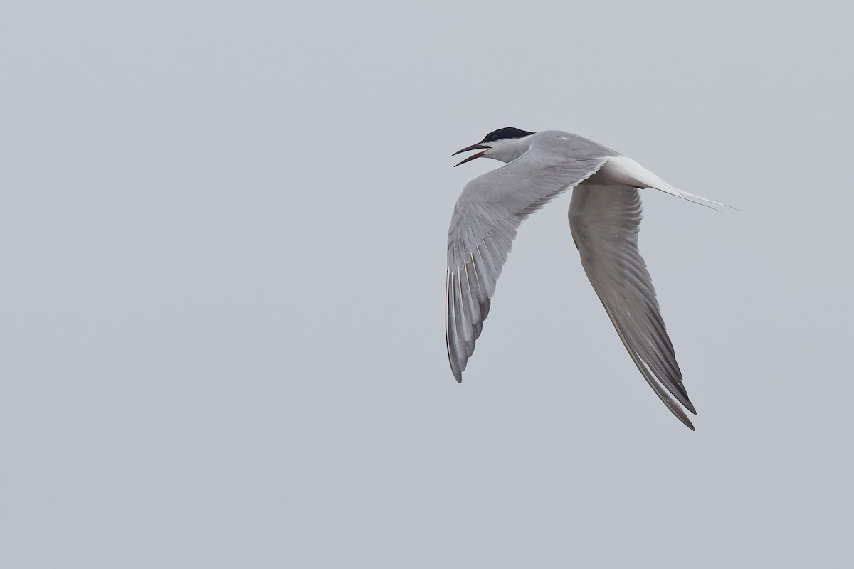 Common Tern (longipennis) - Vincent Wang