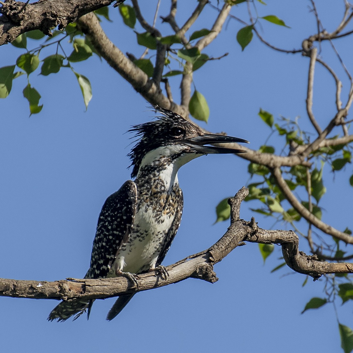 Crested Kingfisher - ML238423441