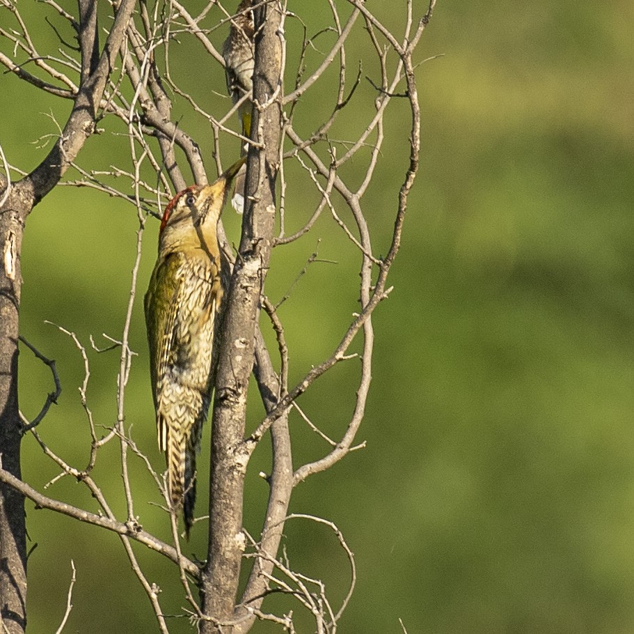 Scaly-bellied Woodpecker - Celesta von Chamier