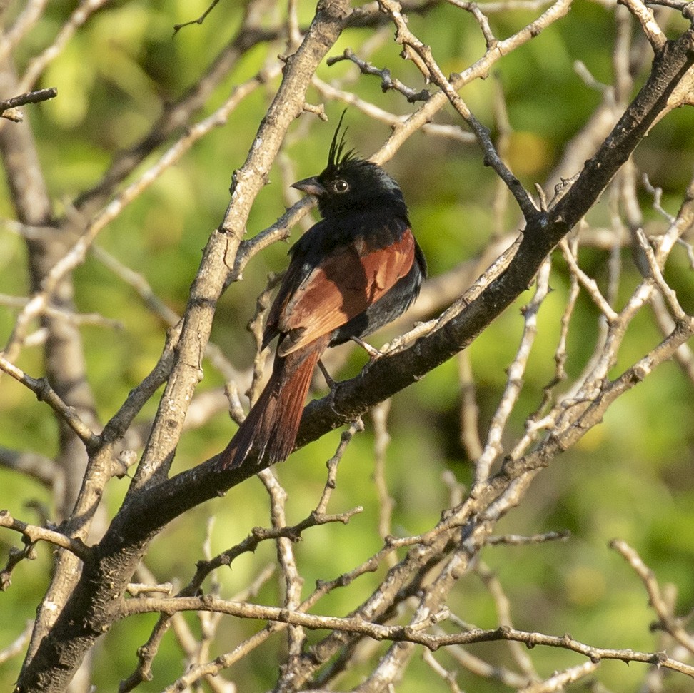 Crested Bunting - ML238424881