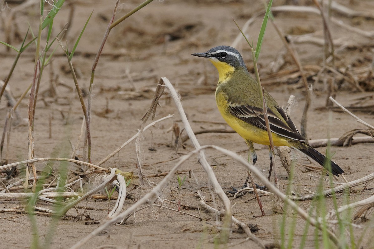 Eastern Yellow Wagtail (Eastern) - Vincent Wang