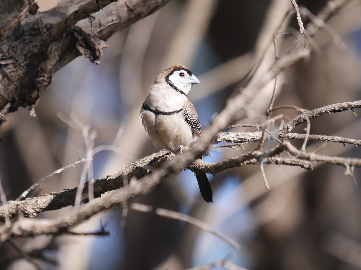 Double-barred Finch - Frank Coman