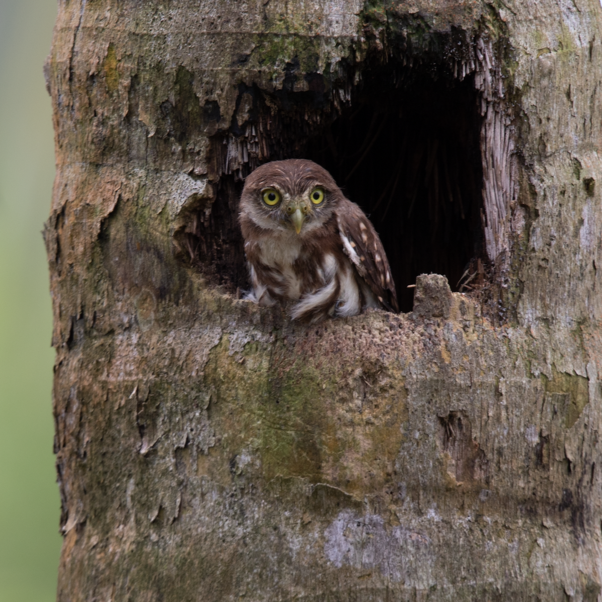 Peruvian Pygmy-Owl - Alex Boas