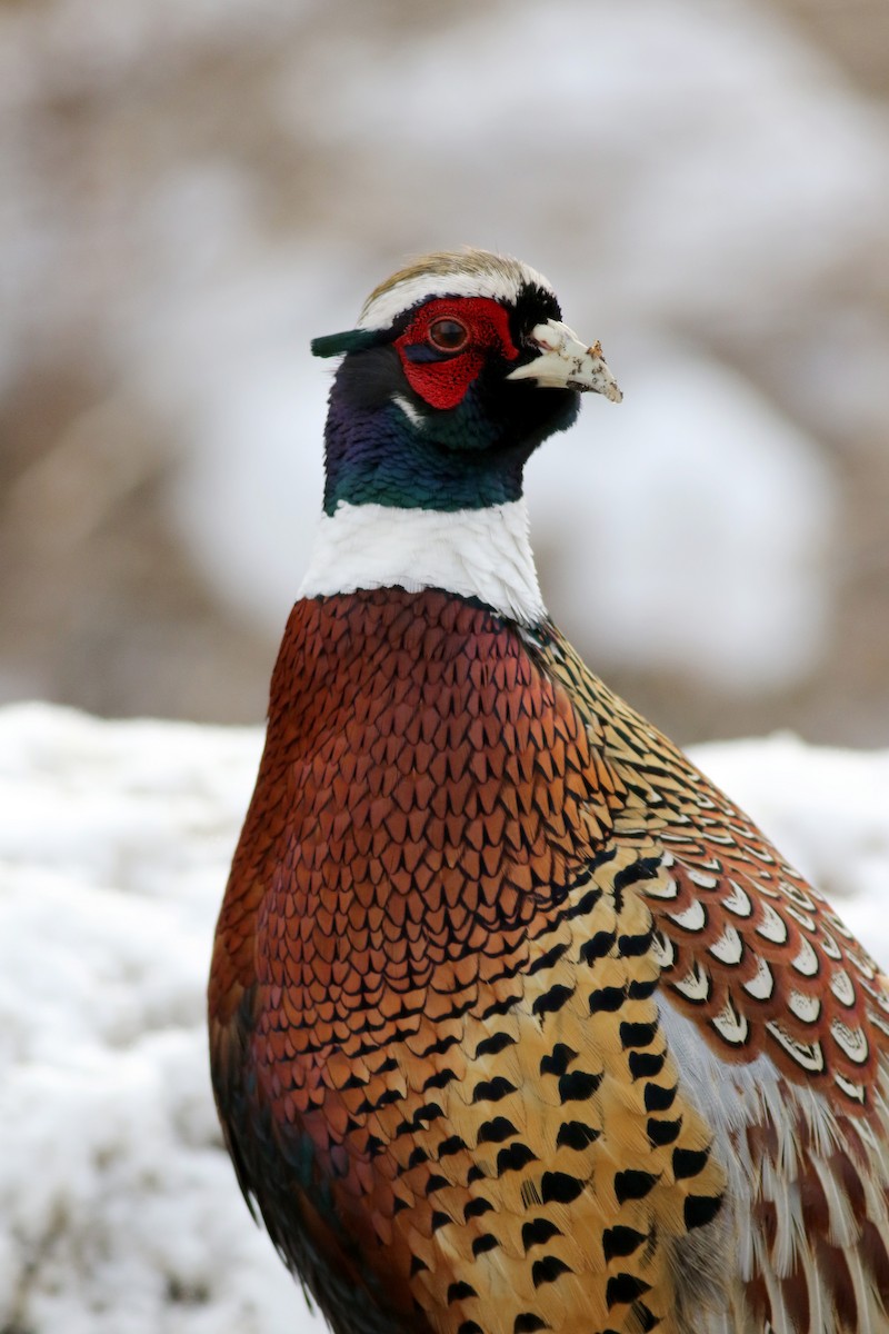 Ring-necked Pheasant - ML23843941