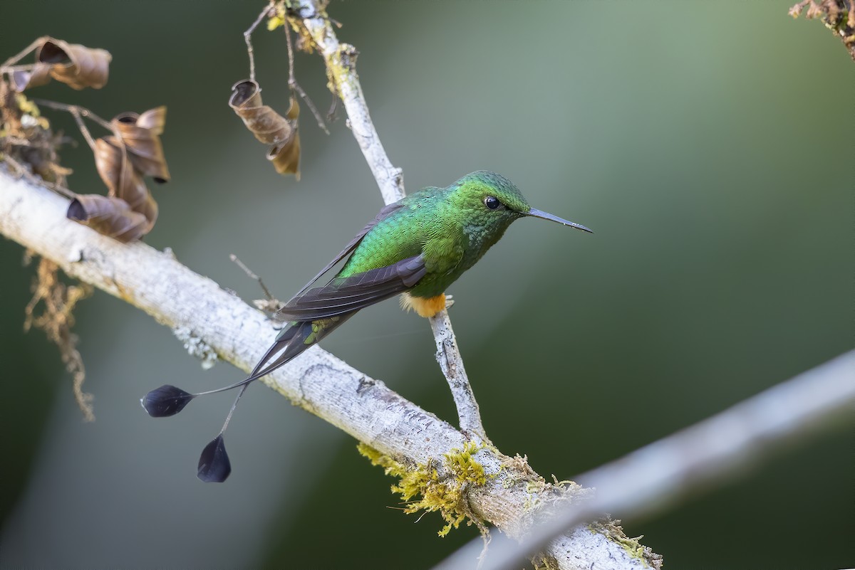 Rufous-booted Racket-tail - Peter Hawrylyshyn