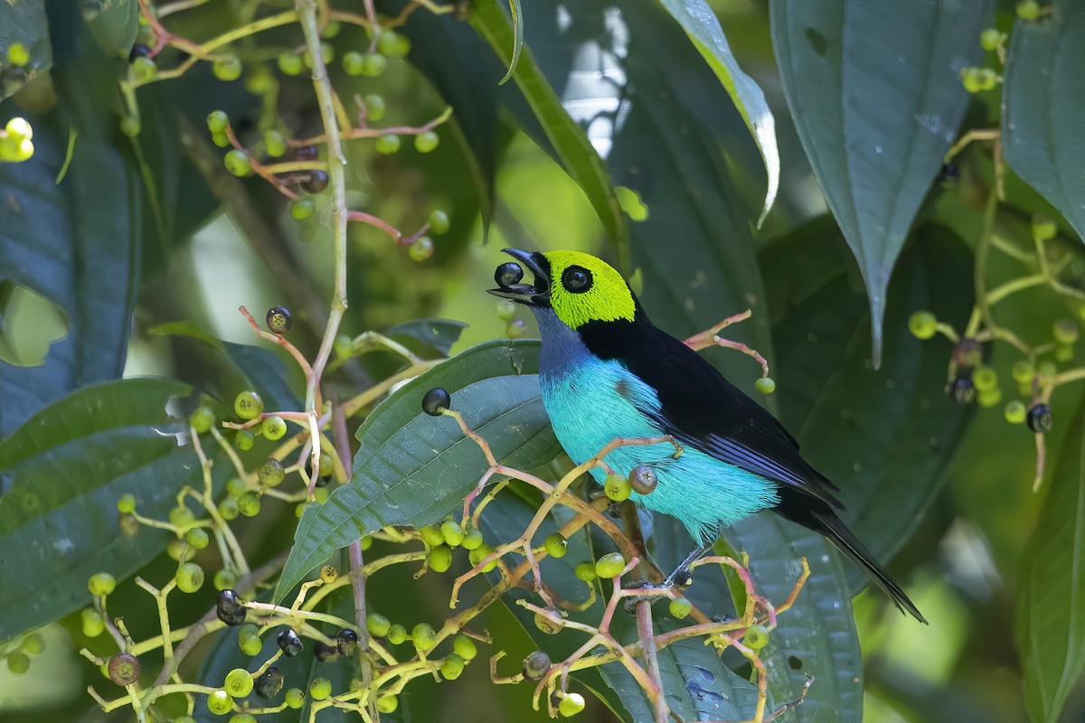 Paradise Tanager - ML238445211