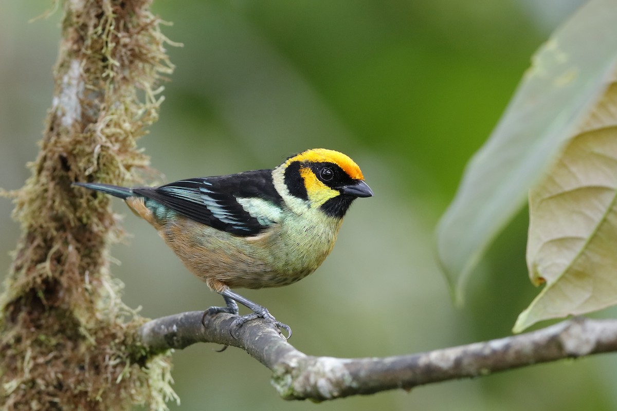 Flame-faced Tanager (Yellow-faced) - ML238445281