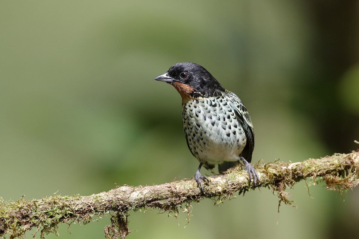 Rufous-throated Tanager - ML238445531