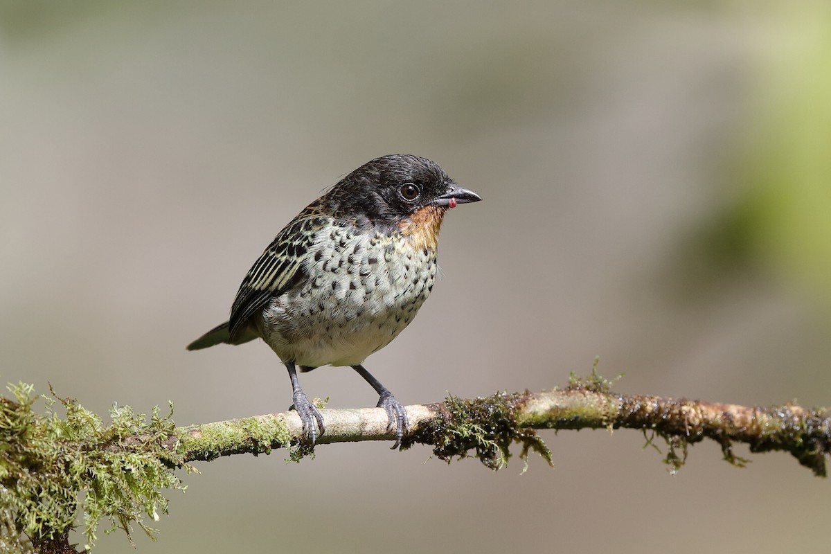 Rufous-throated Tanager - ML238445561