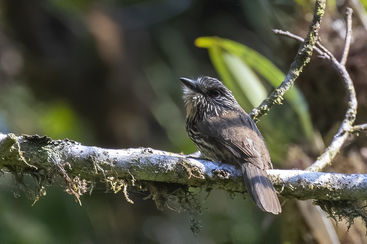 Black-streaked Puffbird - Peter Hawrylyshyn