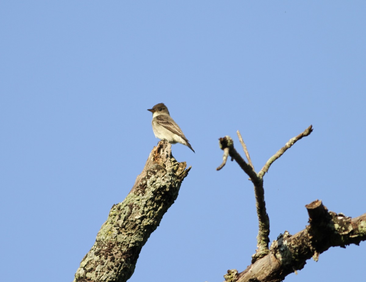 Olive-sided Flycatcher - Adam Sell