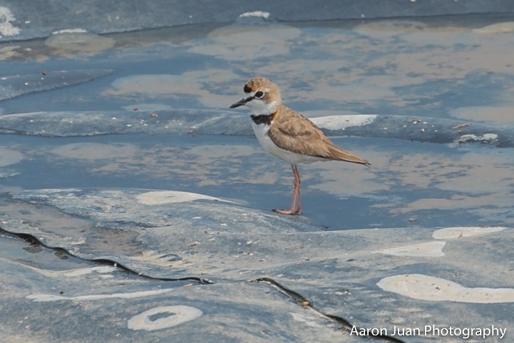 Collared Plover - ML238451041