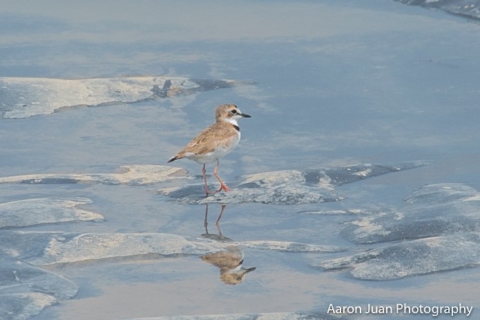 Collared Plover - ML238451471