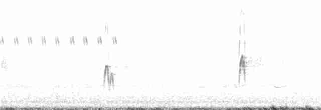 Schlankschnabel-Regenpfeifer - ML238455111