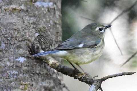 Black-throated Blue Warbler - eBird