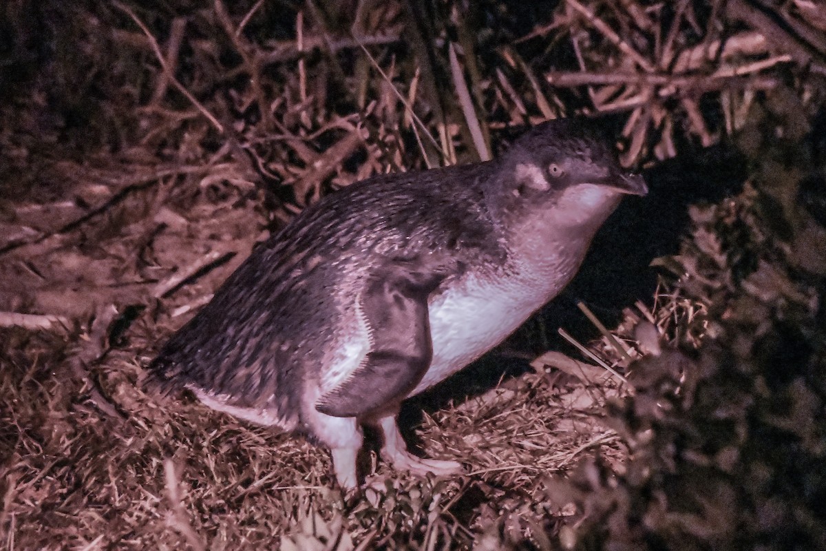 Пінгвін малий - ML238456991