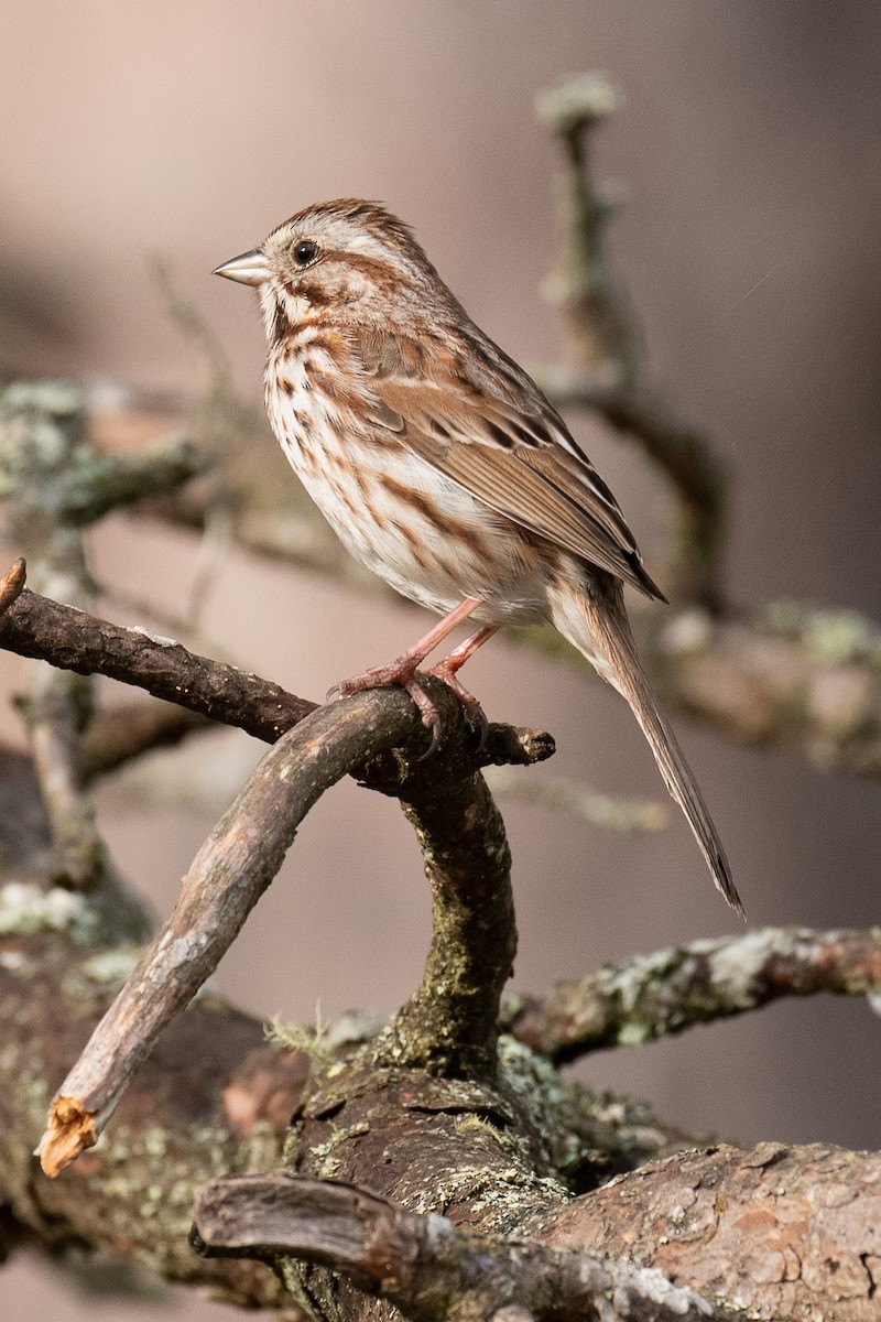 Song Sparrow - Warren Whaley