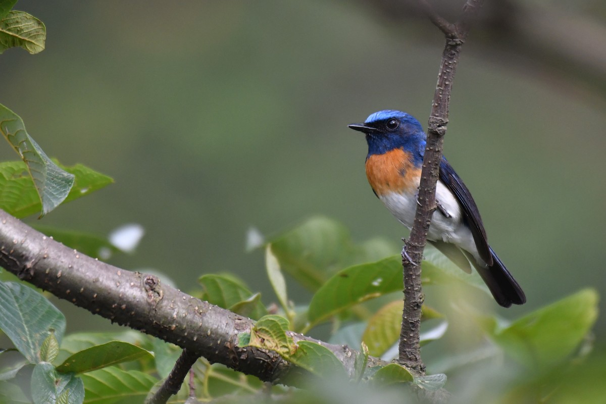 Blue-throated Flycatcher - Ian Hearn