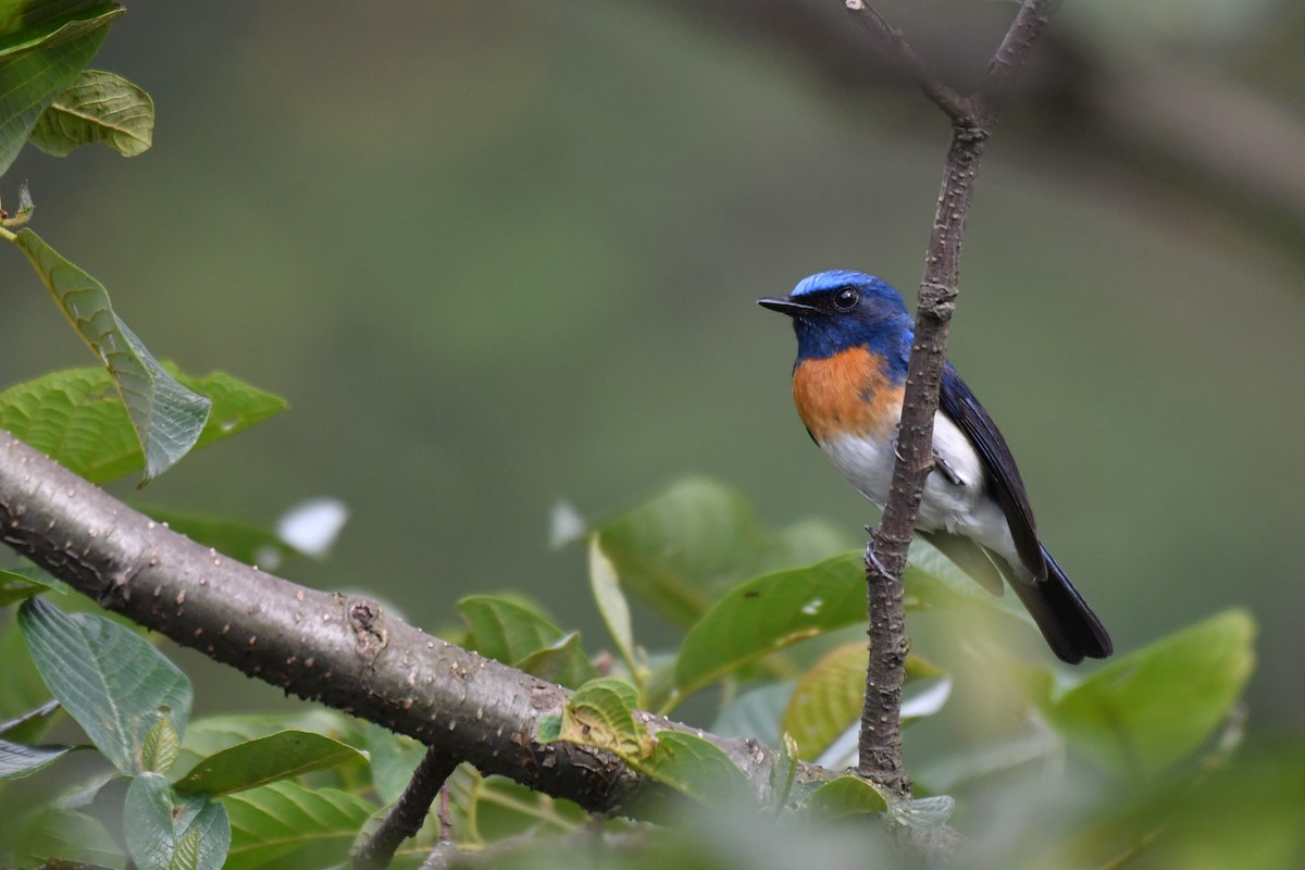 Blue-throated Flycatcher - Ian Hearn