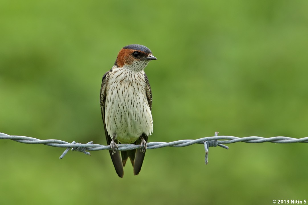 Red-rumped Swallow - Nitin Srinivasa Murthy