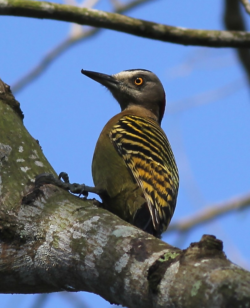 Hispaniolan Woodpecker - Jason Leifester