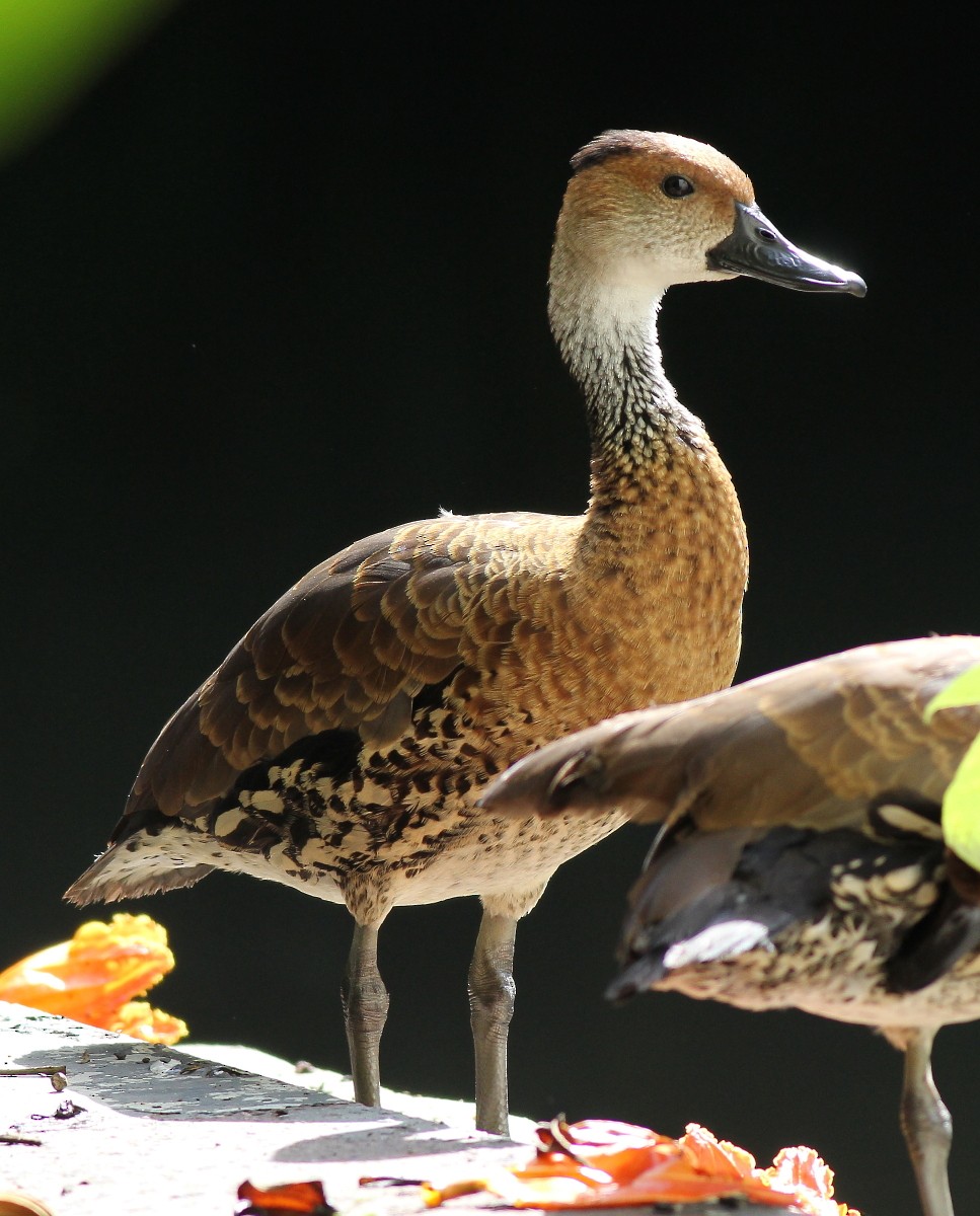 West Indian Whistling-Duck - ML23847471